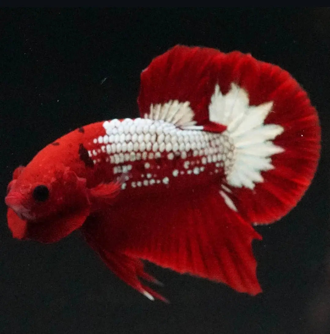 Betta splendens "Plakat Samurai Red" – Eleganter Kampffisch mit tiefroter Pracht AquaTimo