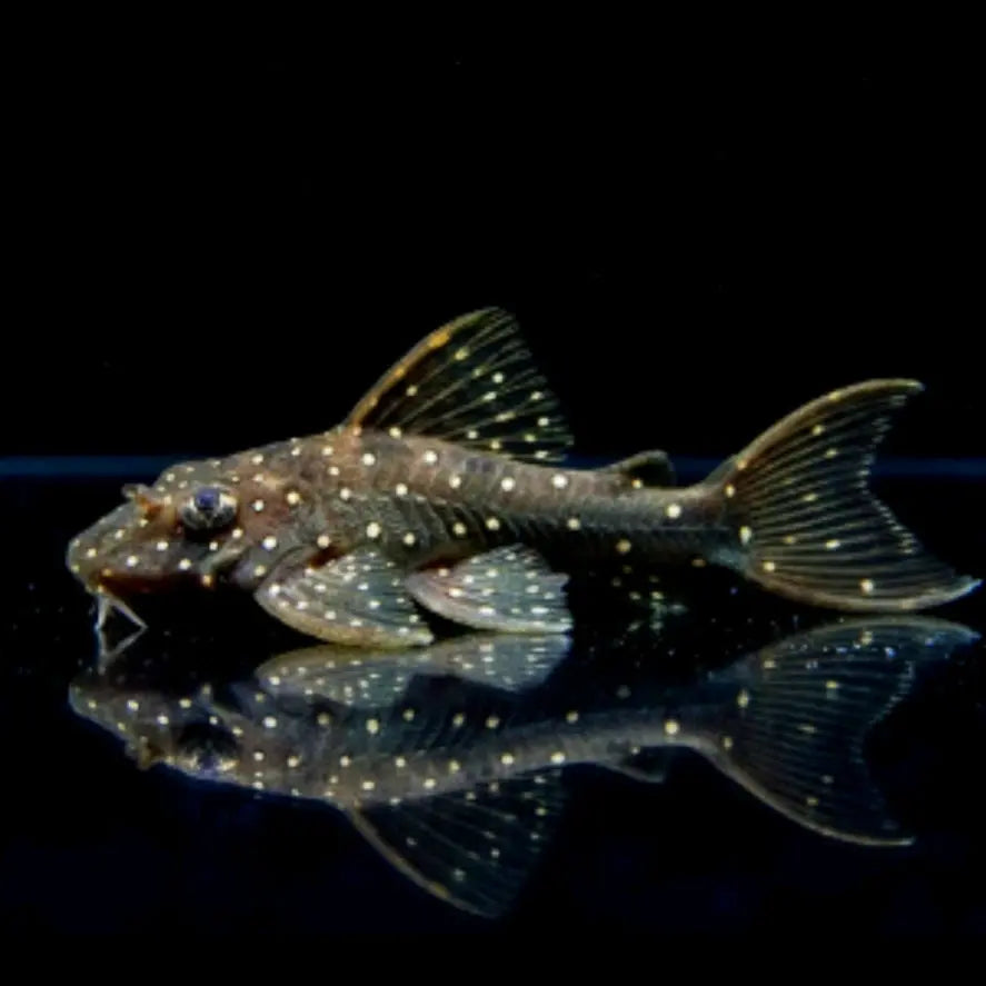 Rio Tocantins-Engelsharnischwels – Hypancistrus spec. L004 AquaTimo