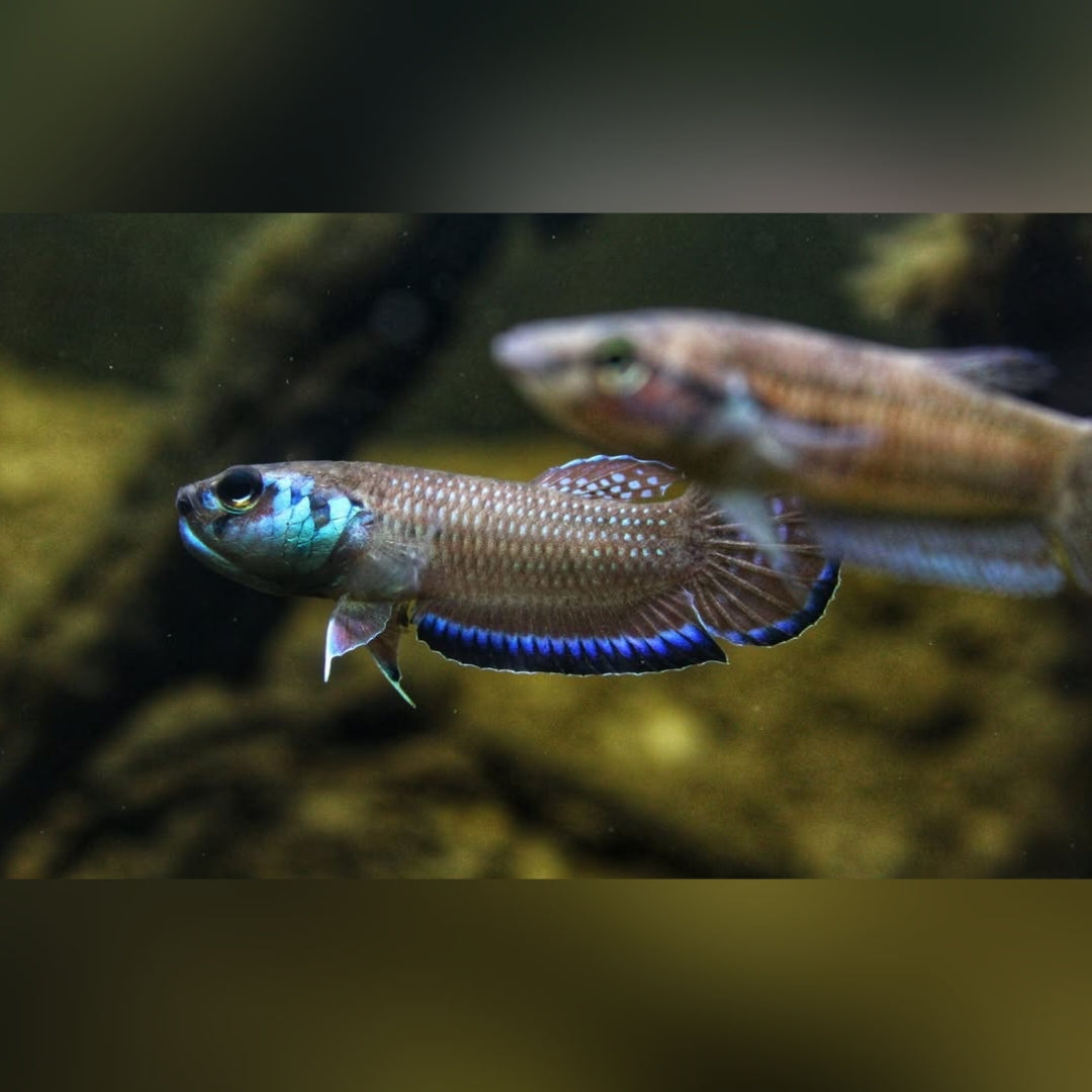 Simplex-Kampffisch – Betta simplex 🐟🌿