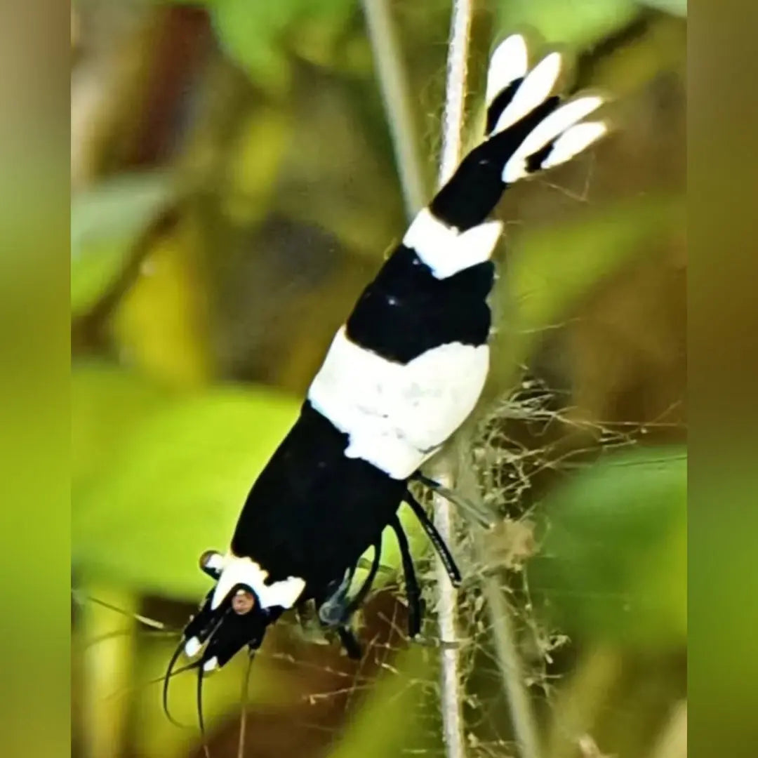 Caridina logemanni - Zwerggarnele 🐼 "Black Bee" K2-K4 AquaTimo