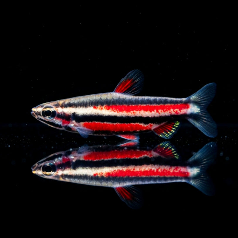 Violetter Prachtziersalmler – Nannostomus rubrocaudatus