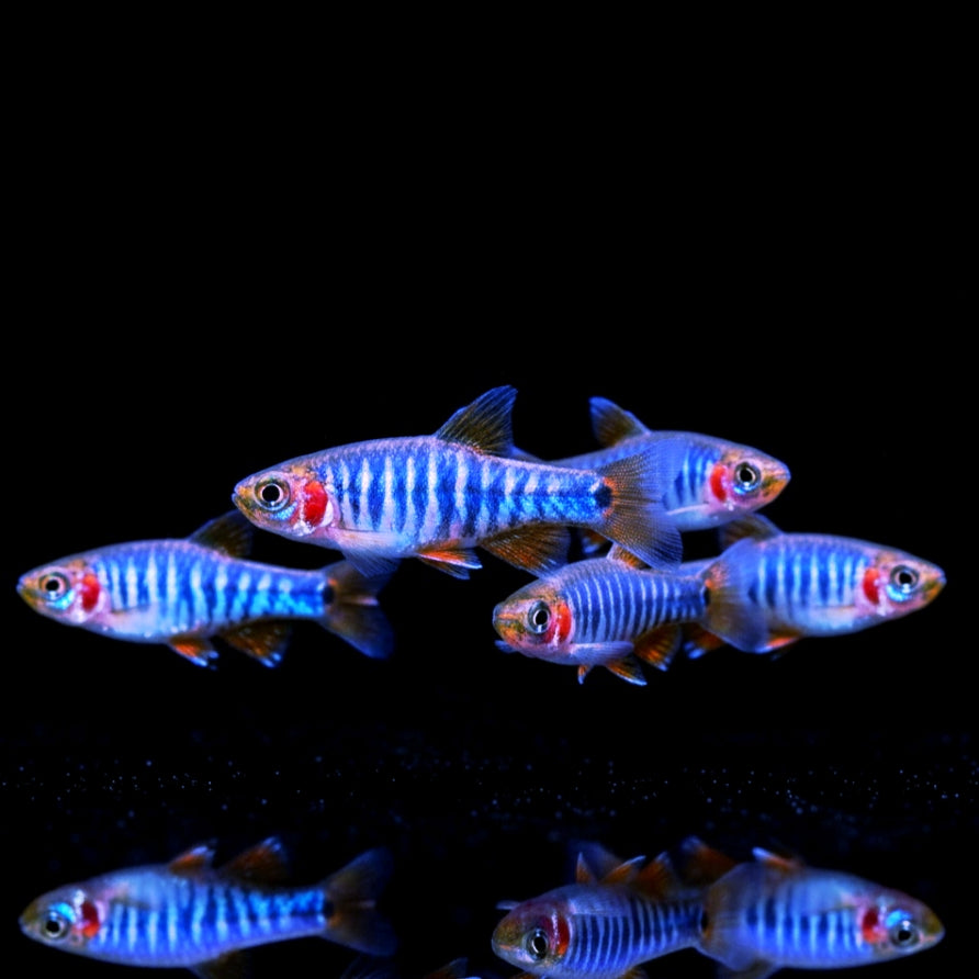 Querstreifen-Zwergbärbling – Danio erythromicron 🐟🌿