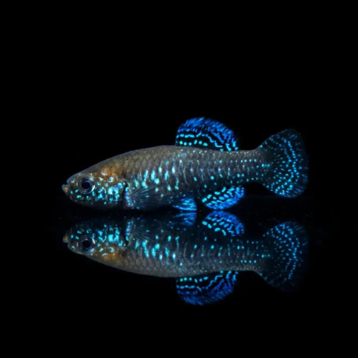 Orientkärpfling "Zengen Turkey" – Aphanius similis AquaTimo