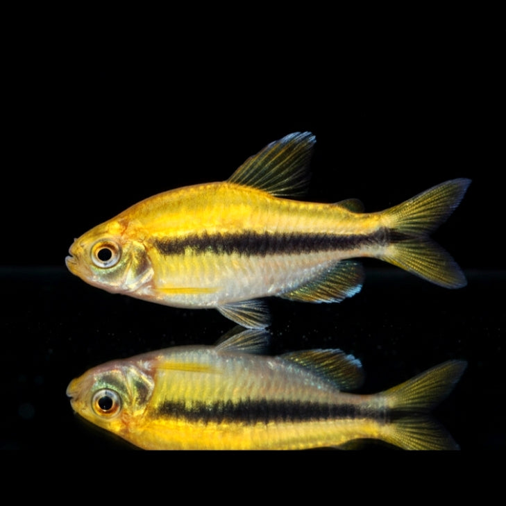 Lapis-Tetra "Yellow" – Hyphessobrycon cyanotaenia