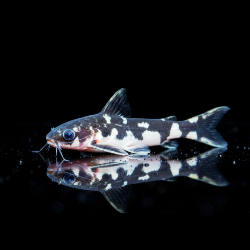 Ninja-Trugdornwels
Tatia musaica (Centromochlus musaicus)