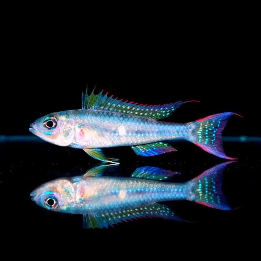 Venezuela-Zwergsandcichlide – Biotoecus dicentrarchus AquaTimo