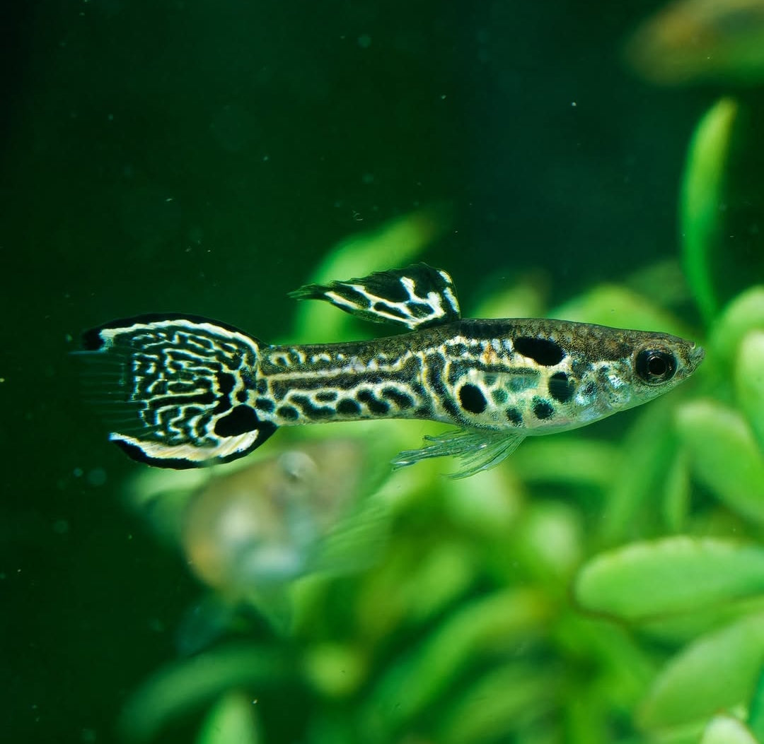 Poecilia wingei Endler – Green Tiger King Cobra 🐍💚🐯