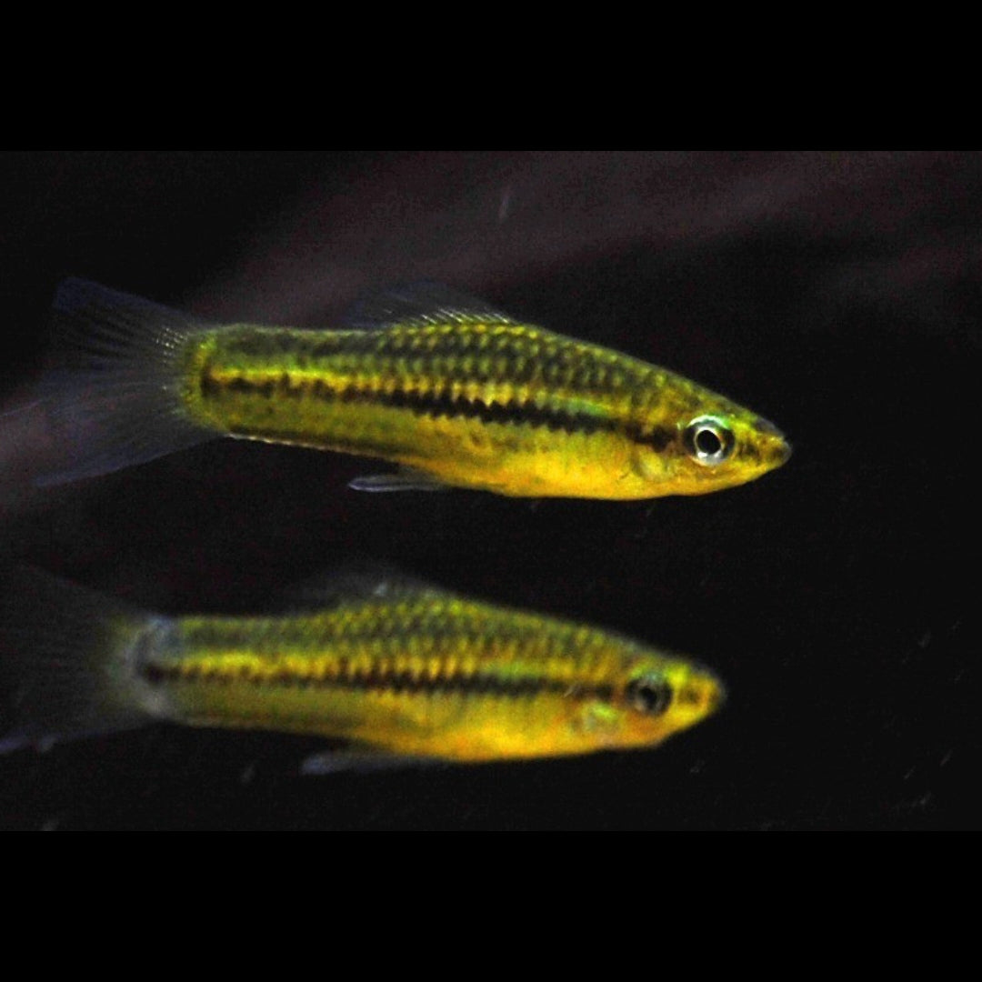 Zwergschwertträger – Xiphophorus pygmaeus 🐠🌿