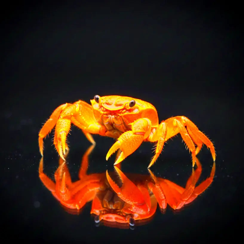 Vampirkrabbe "Super Orange* AquaTimo