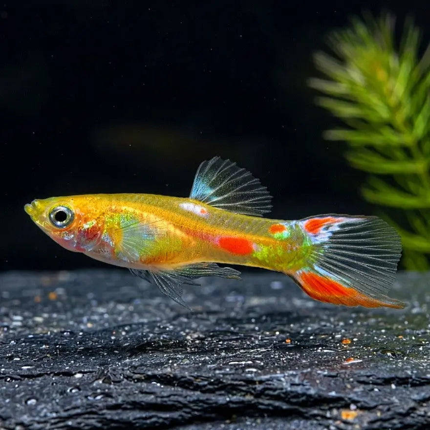 Guppy Endler Gold AquaTimo
