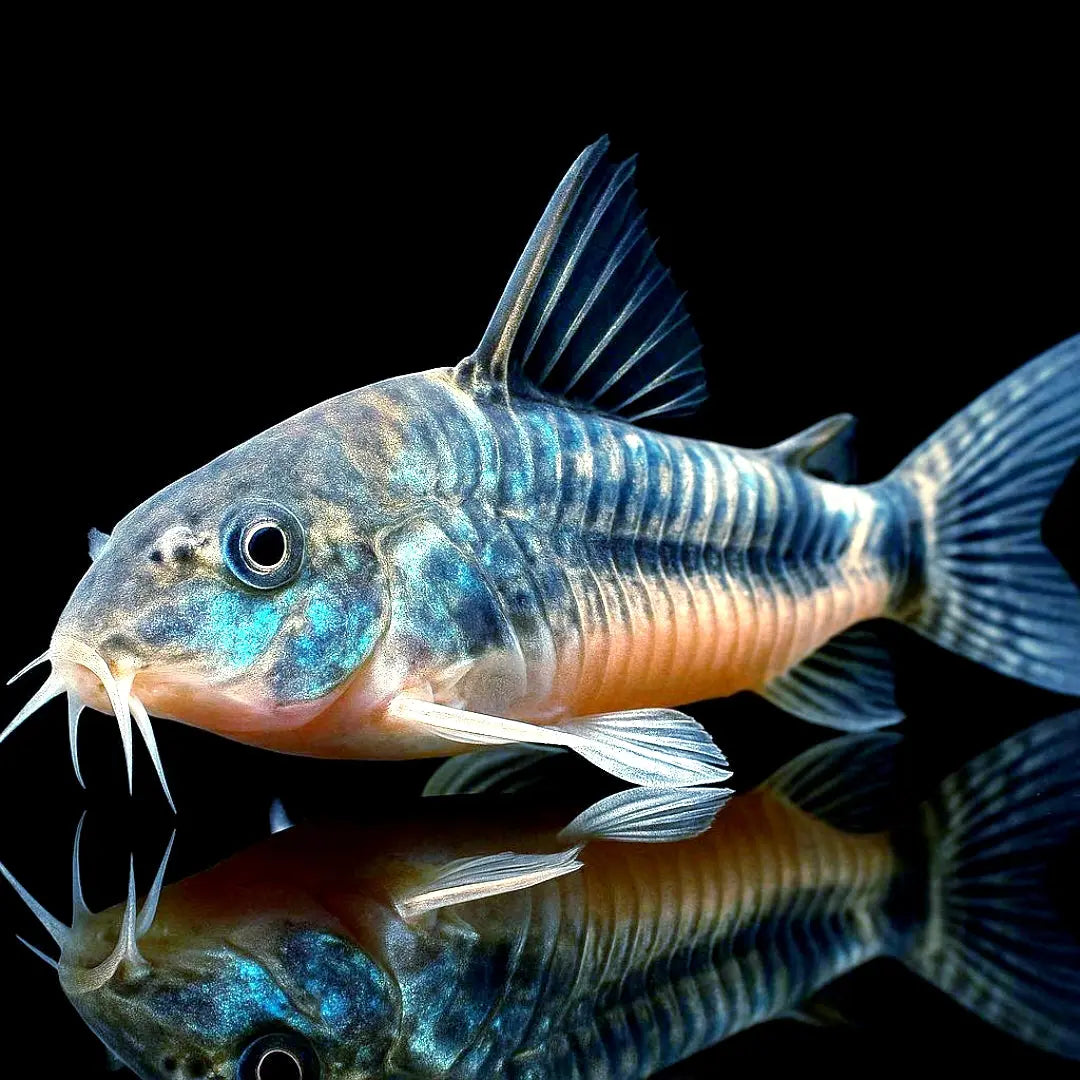 Corydoras Paleatus - 💙Marmorierter Panzerwels AquaTimo