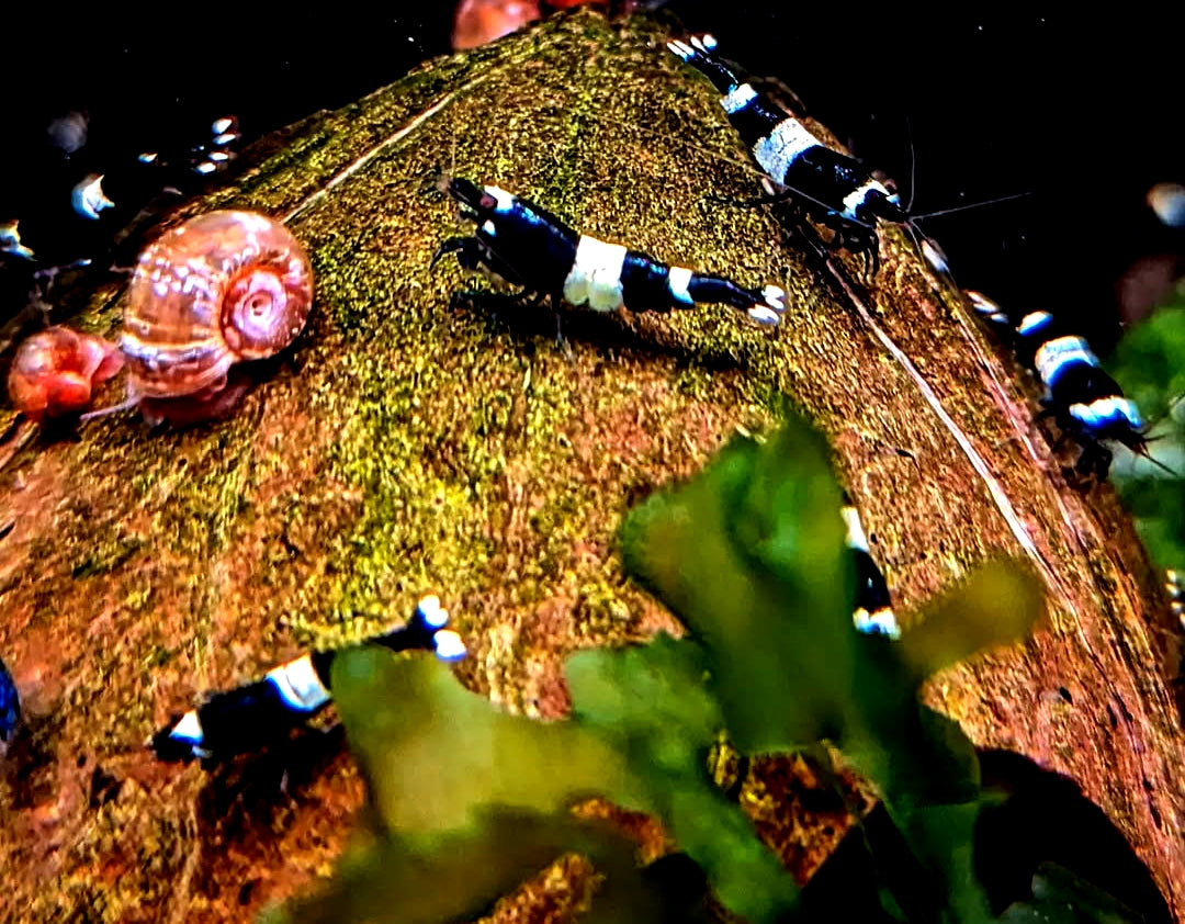 Zwerggarnele "Black Bee" K2-K4 - Caridina logemanni