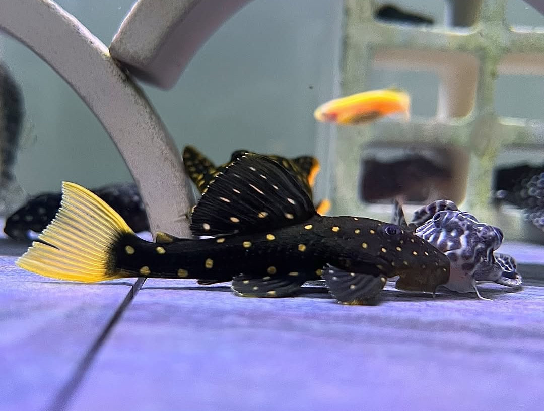 Gelbsaum-Prachtharnischwels – Baryancistrus xanthellus L018 | L081 🟡🖤 Golden Nugget