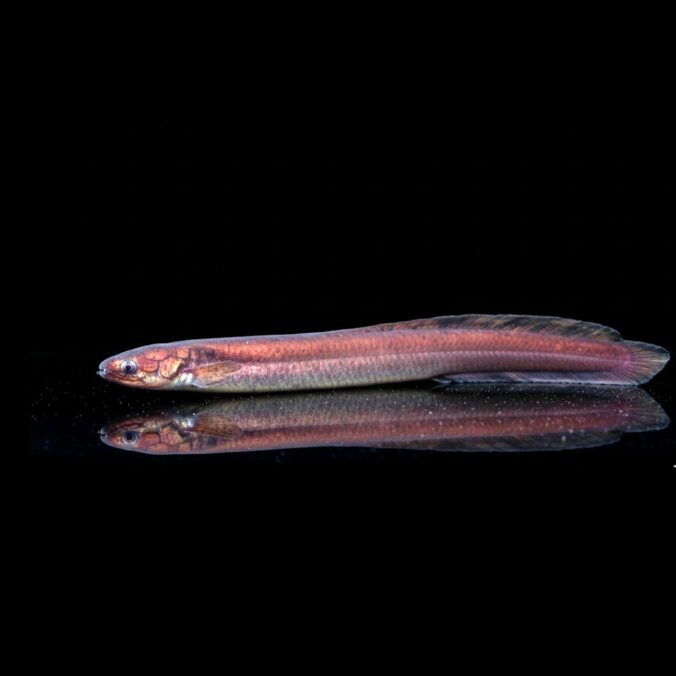 Südamerikanischer Lungenfisch
Lepidosiren paradoxa 🌬️🐉