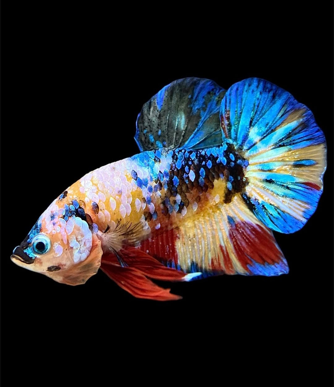 Betta splendens "Plakat Koi" – Farbstarker Koi-Kampffisch für dein Aquarium