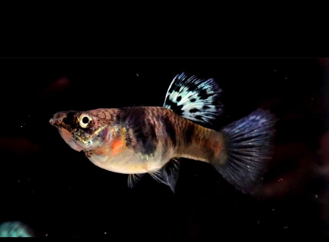 Hochzucht Guppy - Green Tiger King Cobra