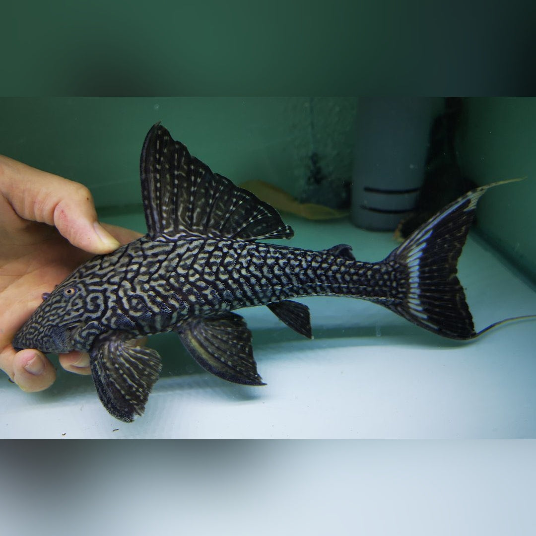 L90a – Panaque bathyphilus "Papa Ojo" 🐟🪵 Weißschwanzpanaque