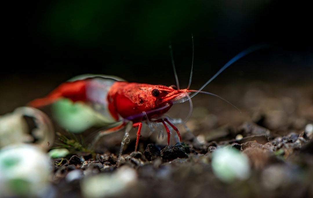 Neocaridina davidi - Red Rili Garnelen