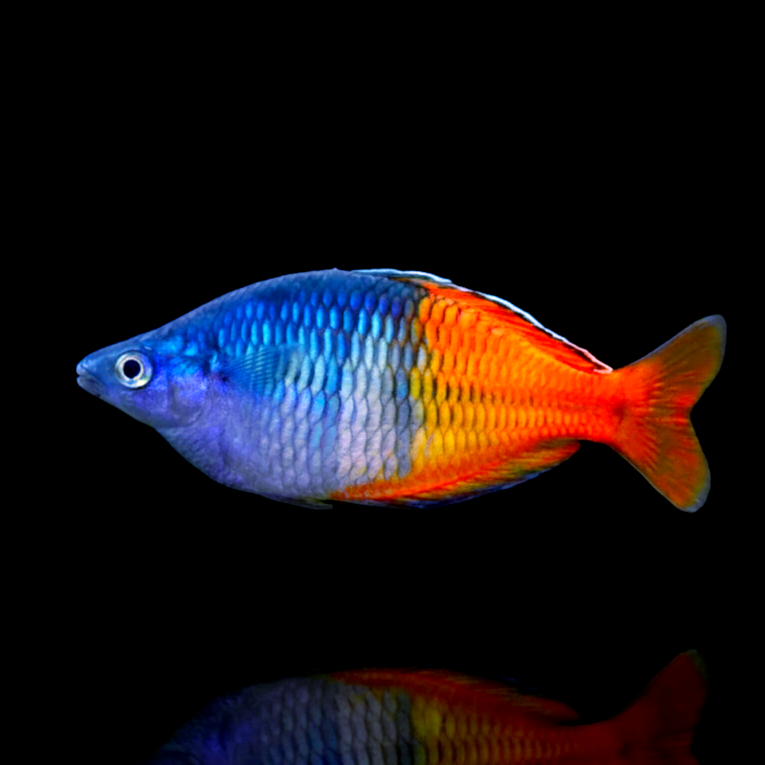Roter Boesemani Regenbogenfisch – Melanotaenia boesemani 🔥🌈