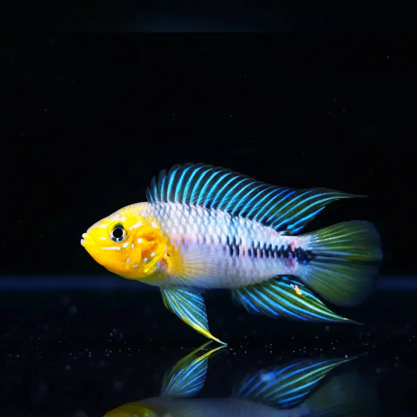 Apistogramma borellii "Yellow Paraguay" 🌟🐟 AquaTimo