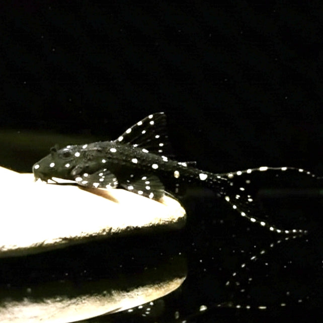 Elfenwels – Acanthicus adonis 🐟🌑