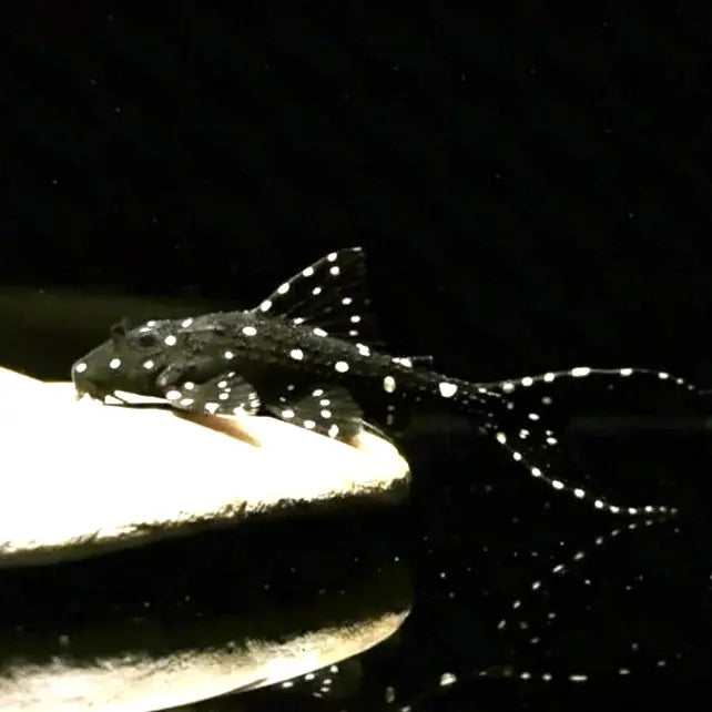 Elfenwels – Acanthicus adonis 🐟🌑 AquaTimo