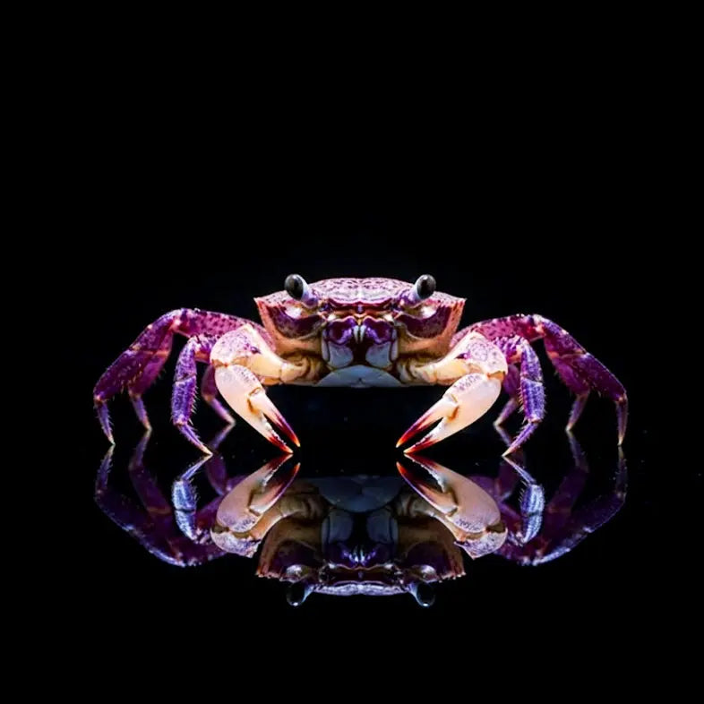 Unterwasserkrabbe „Matano White Claw“ (Parathelphusa flavichela) AquaTimo