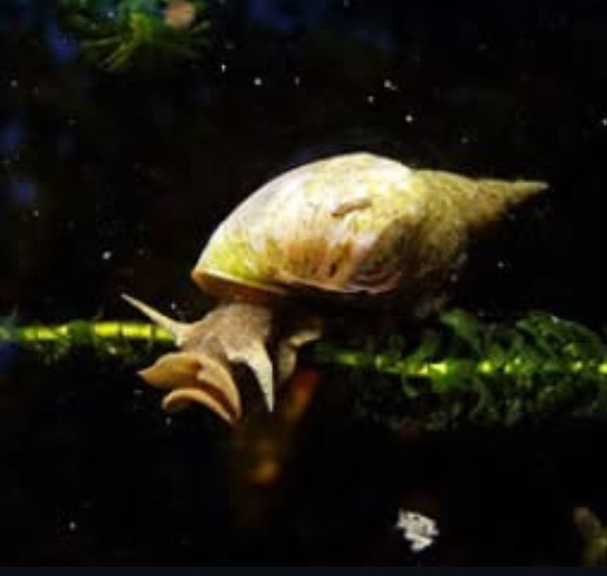 Spitzschlammschnecken – Yoda Schnecken (Lymnaea stagnalis)
