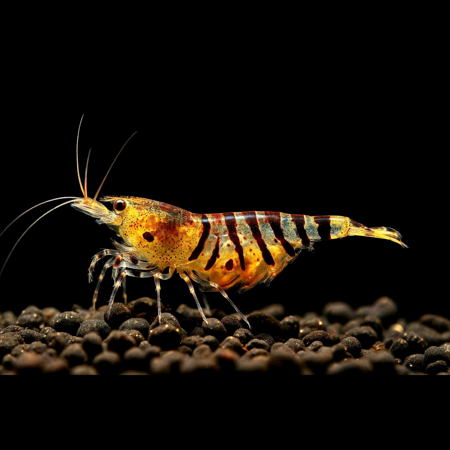 Caridina mariae - Tigergarnele