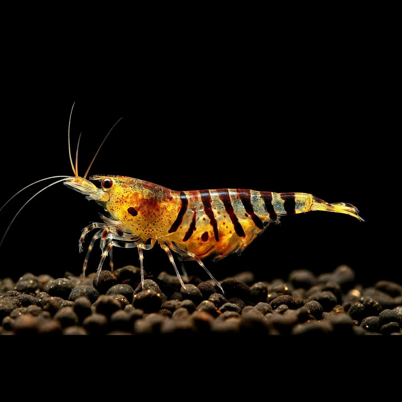 Caridina mariae - Tigergarnele AquaTimo