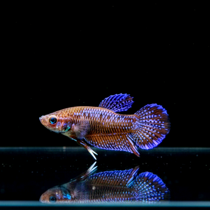 Trichopsis pumila (Knurrender Zwerggurami)