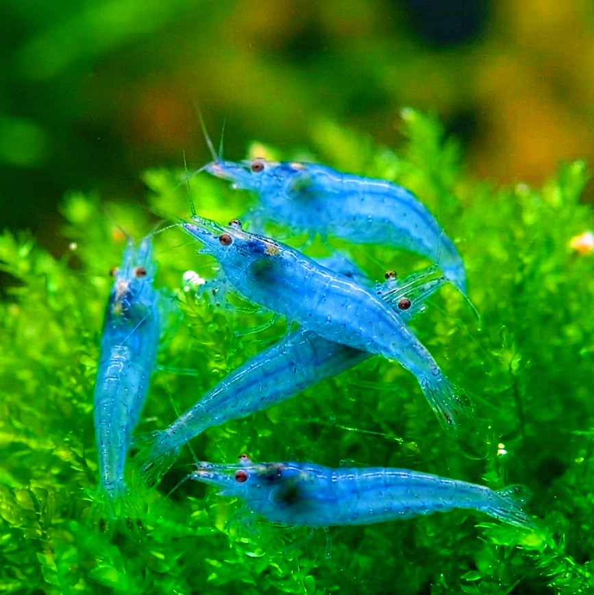 Neocaridina davidi – 💙 Blue Jelly Garnelen