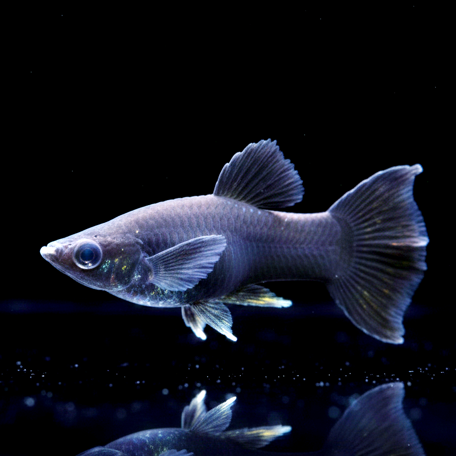 Black Molly Schleier aus Liebevoller aufzucht