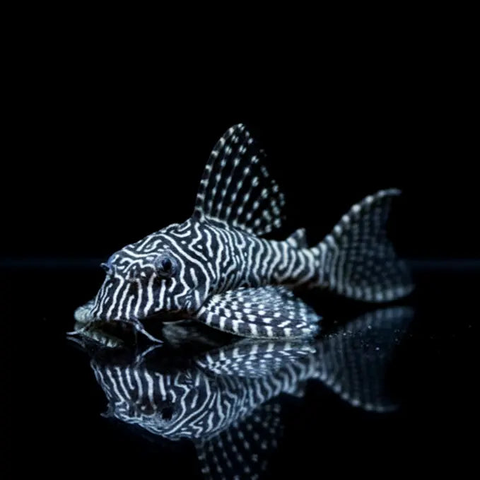 Queen Arabesque Harnischwels – L260 🖤🤍
(Hypancistrus sp.) AquaTimo