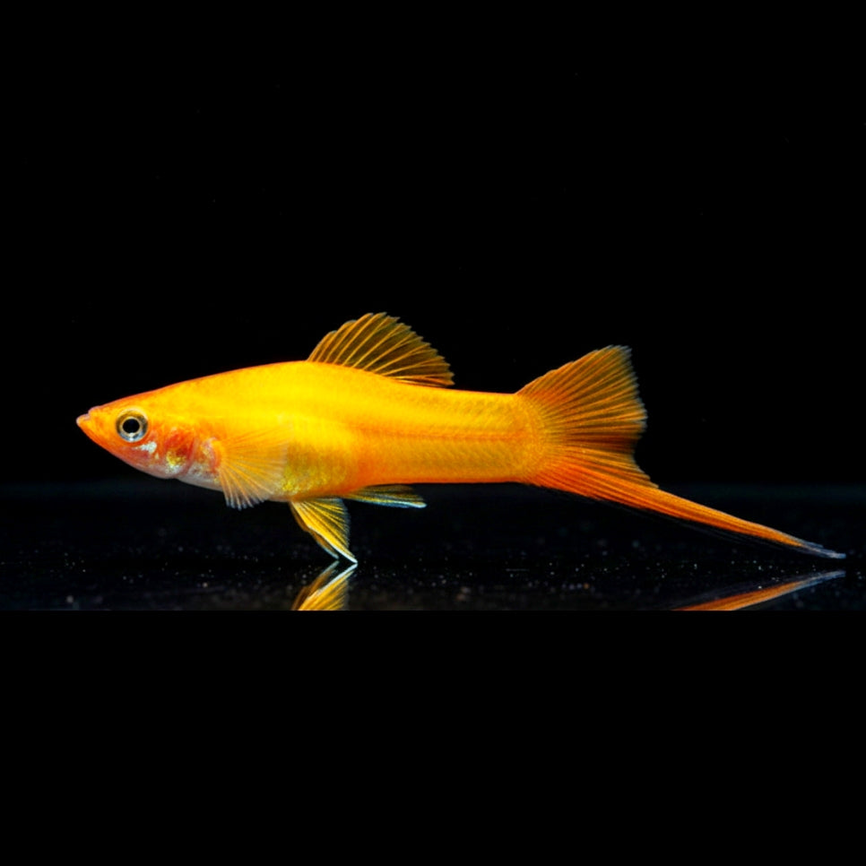 Schwertträger Gold – Strahlender Glanz für dein Aquarium