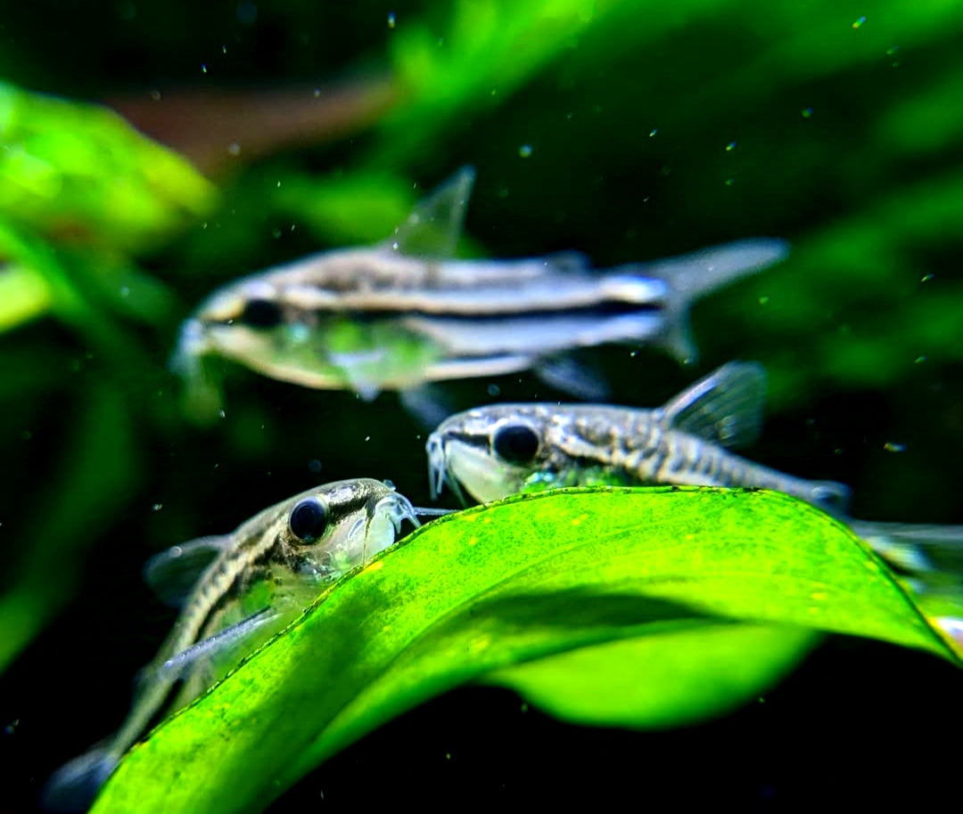 Corydoras Pygmaeus Zwergpanzerwels