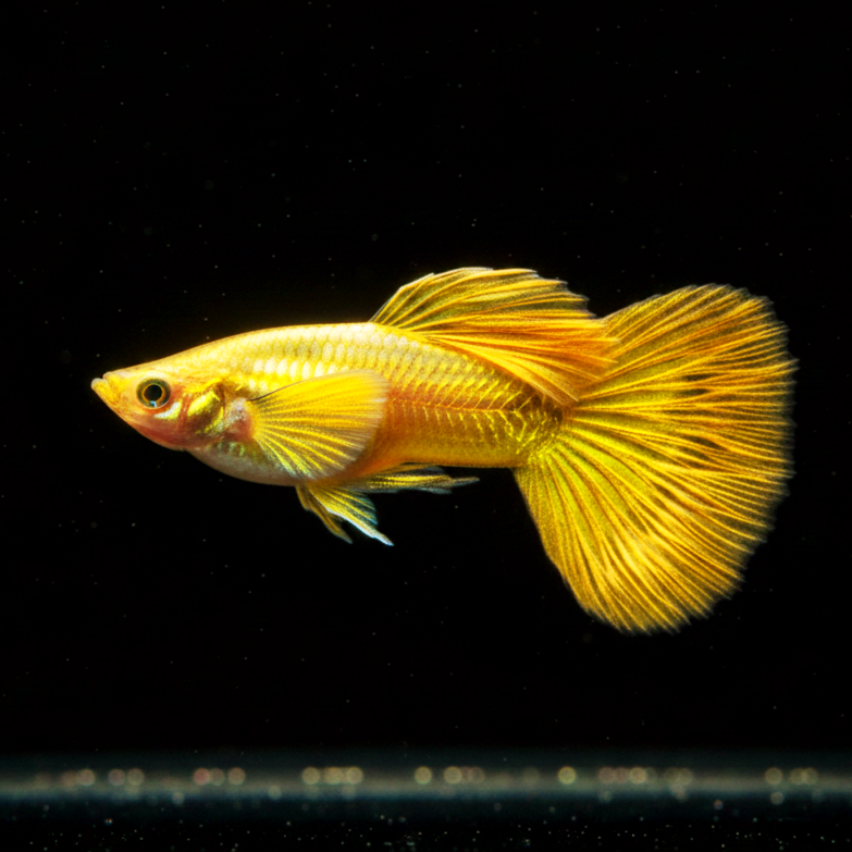Hochzucht Guppy - Full Gold