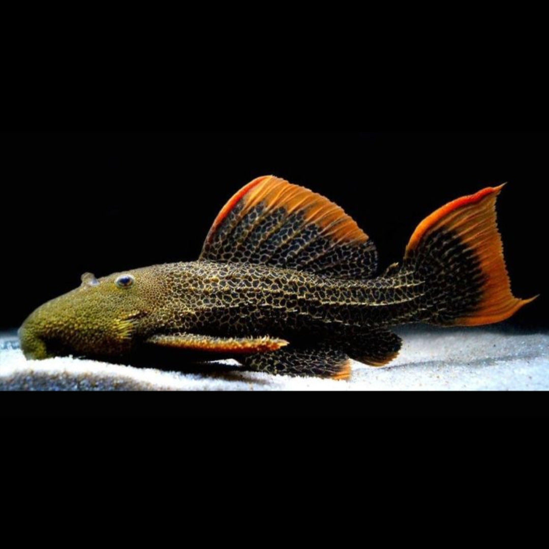 L024 Rotflossen-Kaktuswels – Pseudacanthicus pitanga 🔥🛡️ ca 9-14 cm