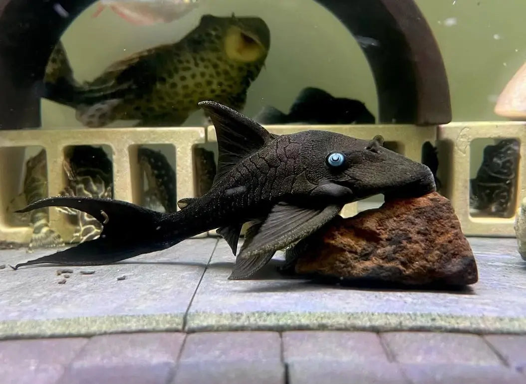 Blauaugen-Harnischwels – Panaque suttoni (Panaque suttonorum) 💙🐟 ca. 12-15 cm AquaTimo