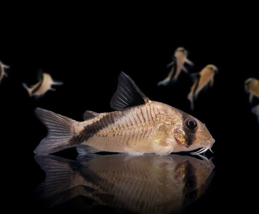Kopfbinden-Panzerwels – Hoplisoma (Corydoras) melini 🐠🖤
