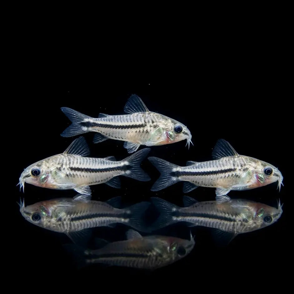 Corydoras Pygmaeus 🩶🤍Zwergpanzerwels AquaTimo