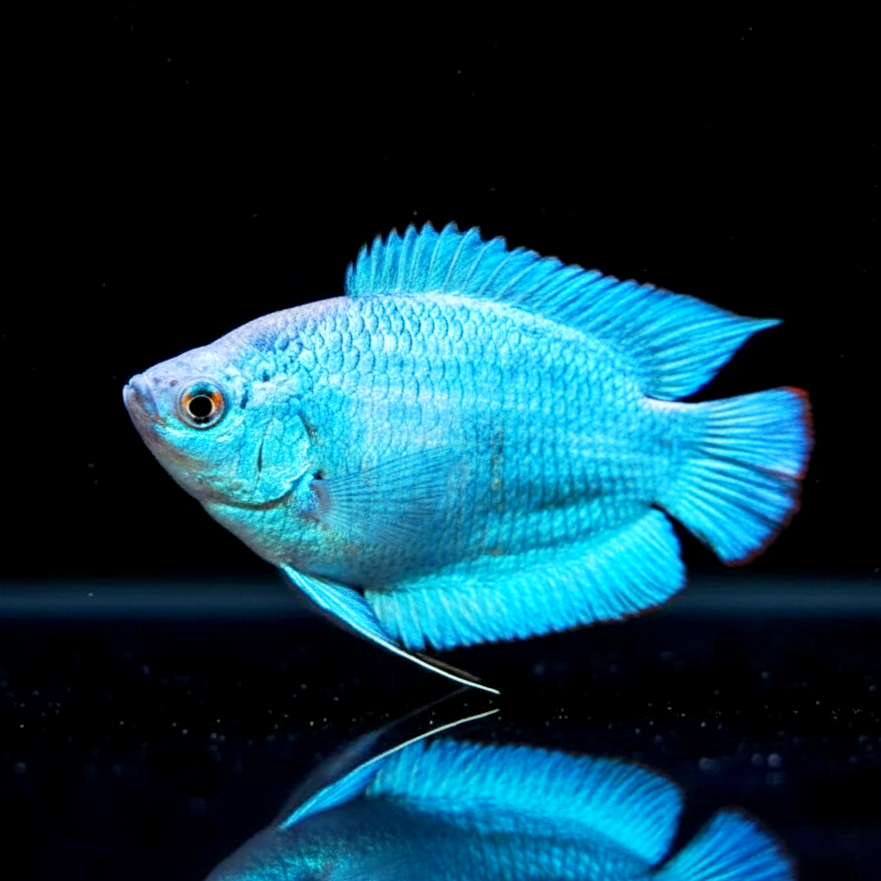 Colisa lalia "Cobalt" (Cobaltblauer Zwergfadenfisch) Fadenfisch