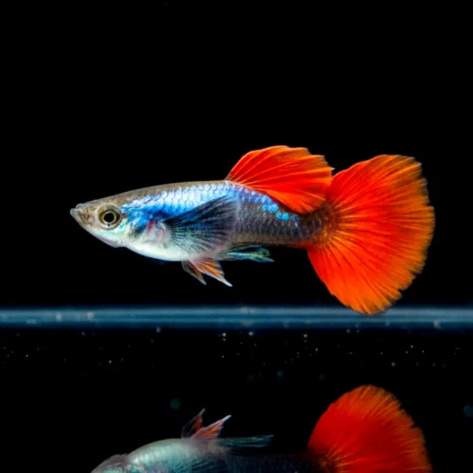 Hochzucht Guppy - ❤️ Red Dumbo AquaTimo