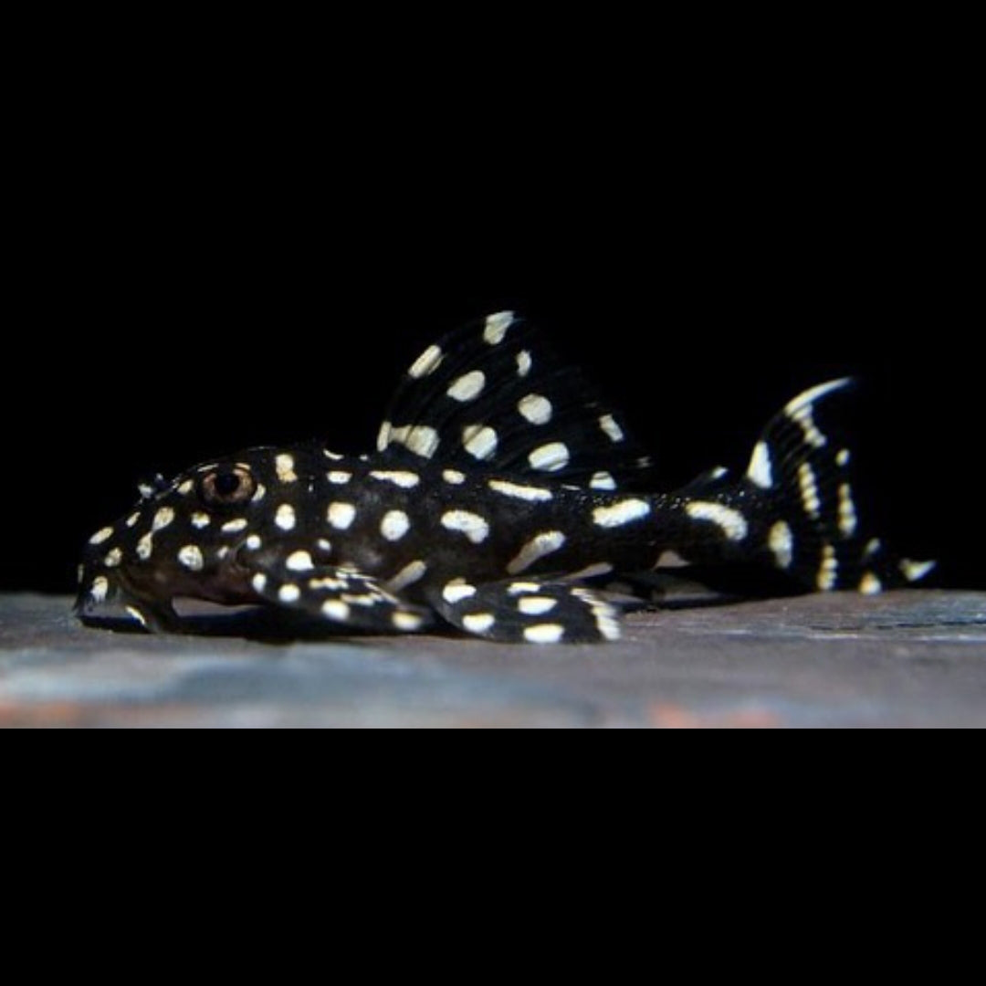 L240 – Segelflossen-Rüsselzahnwels 🖤🐟  
(Leporacanthicus sp.)