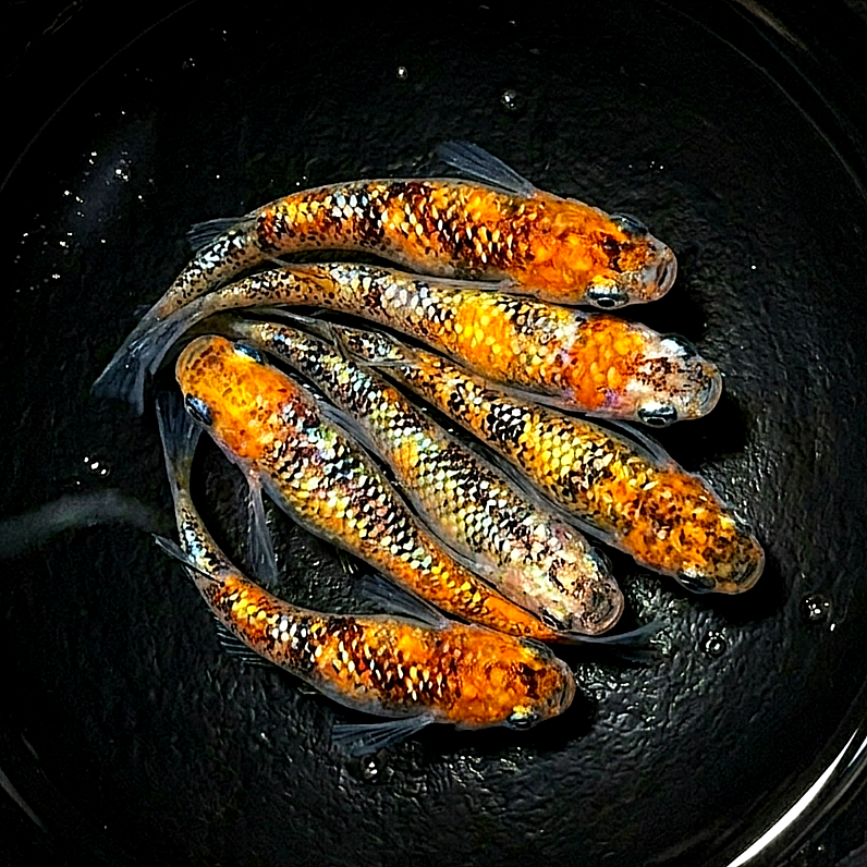 Medaka - Orange Tiger