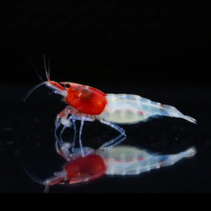 Neocaridina davidi - "Red Neck" AquaTimo