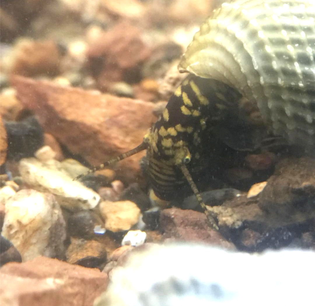 Tylomelania marwotoae - Himalayan Turmdeckelschnecke