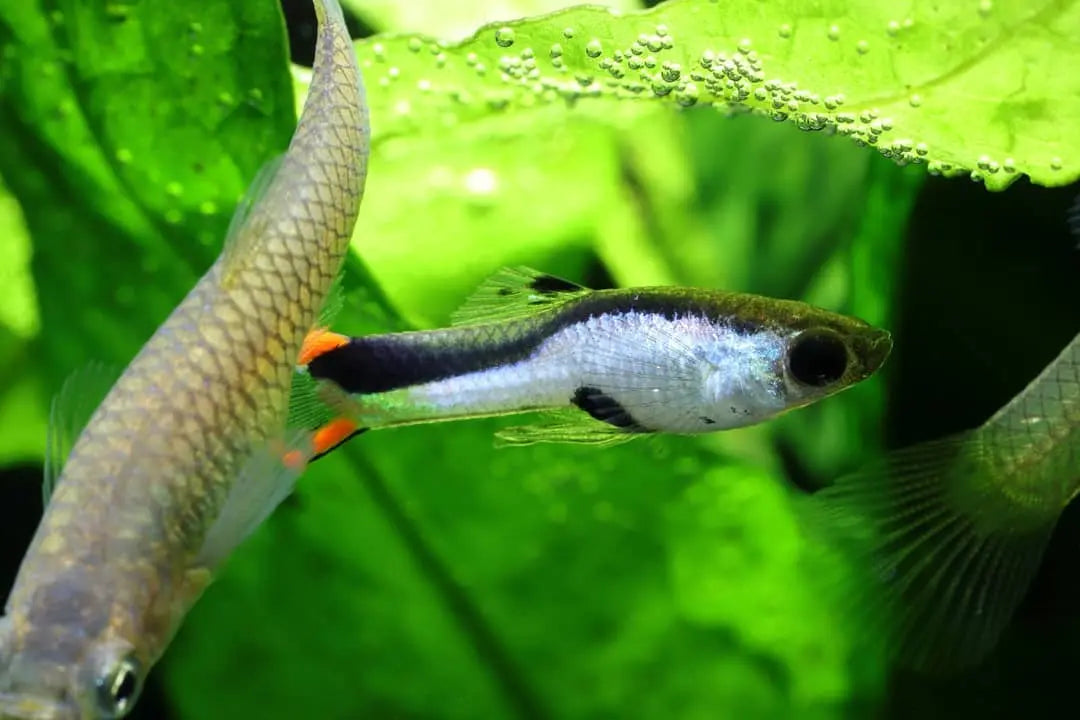 ✨ Guppy Wingei "Silverado" – Der glänzende Blickfang fürs Aquarium! ✨ AquaTimo