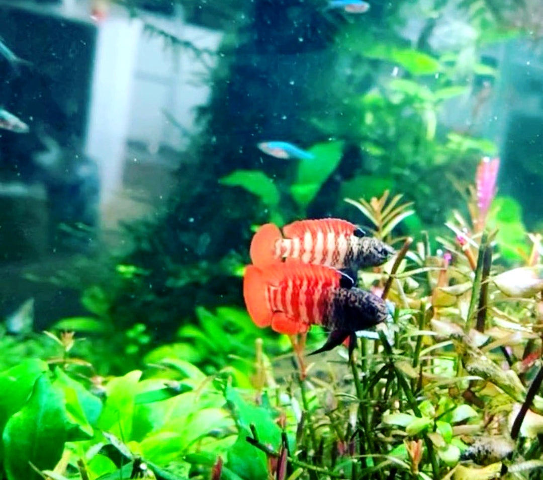 Zwergblaubarsch - "Black Tiger" Dario tigris