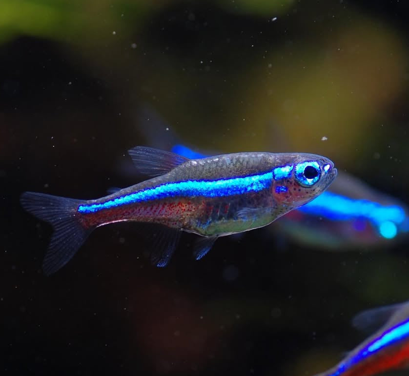 Blauer Neon – Paracheirodon simulans 🌈🐟